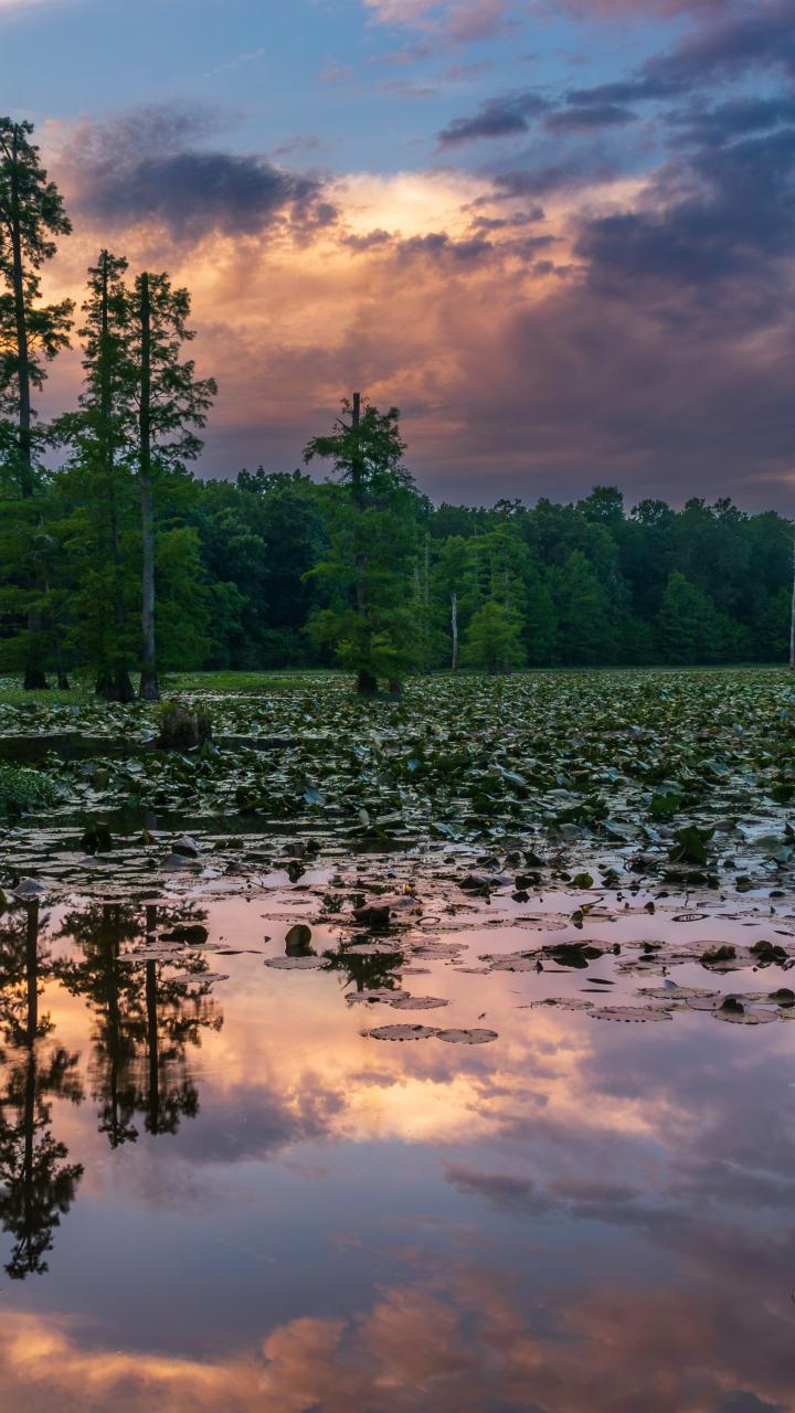 A quiet wetland with aquatic vegetation sits below trees and a dramatic evening sky.