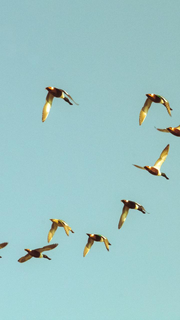 A small flock of ducks flies across a clear blue sky in Mexico City.