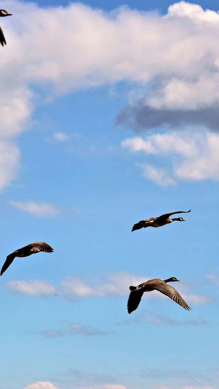 A flock of Canada geese flies across a blue sky with scattered clouds in Toronto, Ontario.