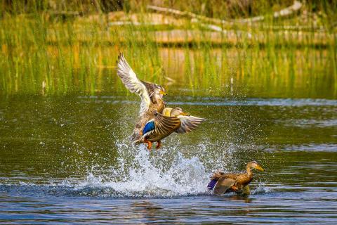 Three female mallards splash across the surface of Waskesiu Lake in Saskatchewan as two begin to take flight.