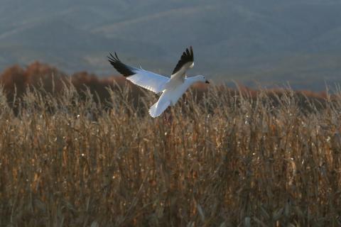 A snow goose flies low over a field at Bosque del Apache National Wildlife Refuge in New Mexico.