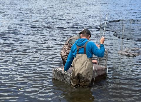 Two biologists, standing in low water, are removing ducks from swim-in traps during a waterfowl banding operation.