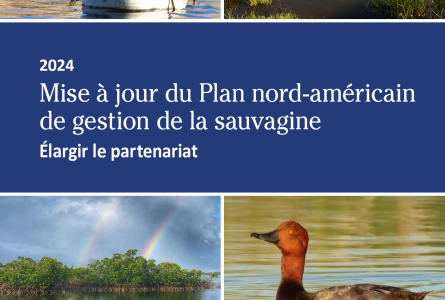 Mise à jour du Plan nord-américain de gestion de la sauvagine de 2024
